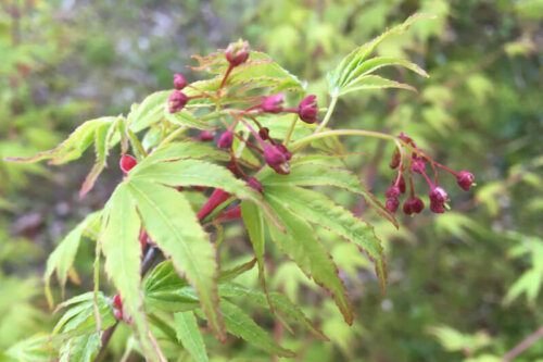 2021年初夏の庭　もみじの花　紅葉