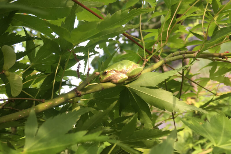 2021年初夏の庭 もみじの花 紅葉