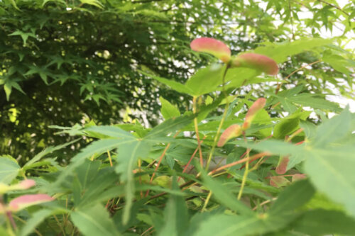 2021年初夏の庭　もみじの花　紅葉