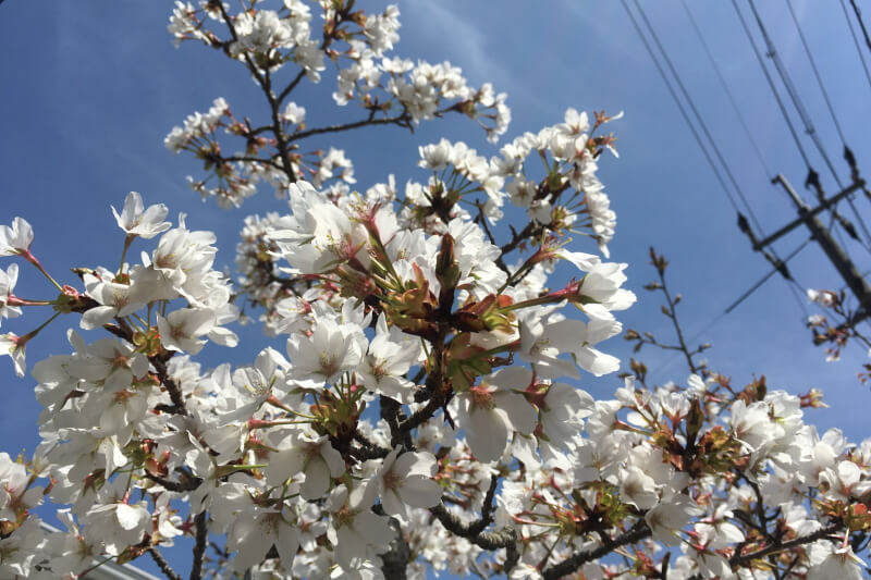 2021年春の庭 ソメイヨシノ