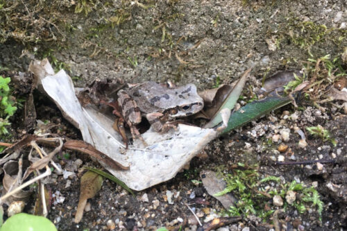 春の庭2021年 冬眠明けのカエル