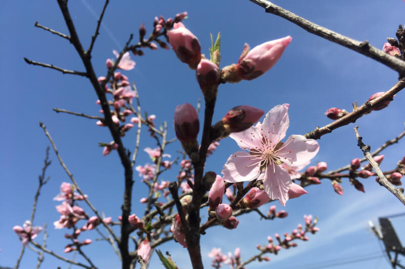 2021年春の庭 花桃