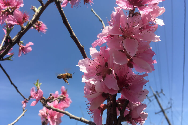 2021年春の庭　花桃