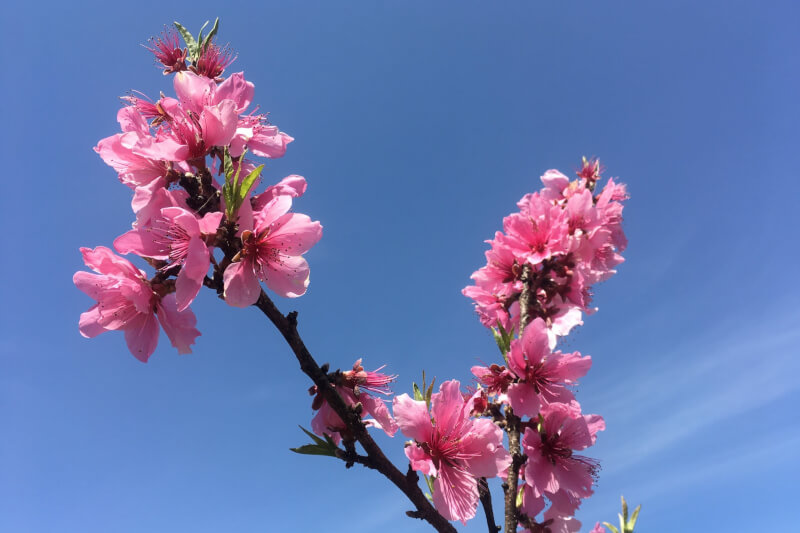 2021年春の庭　花桃
