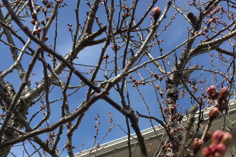 2021年春の庭　実桜
