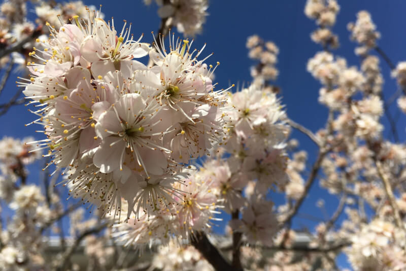 2021年春の庭　実桜