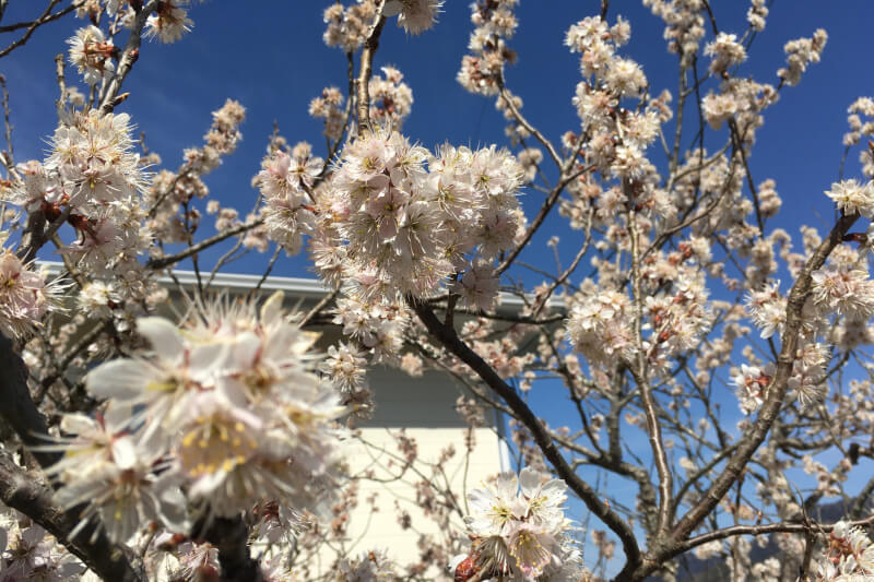 2021年春の庭　実桜