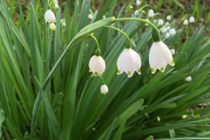 2021年春の庭 スノーフレーク