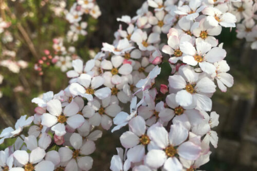 春の庭2021年雪柳