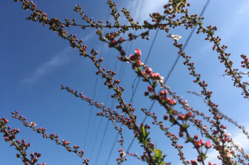 春の庭2021年雪柳