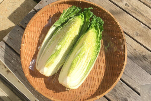 漬ける前に白菜を3時間天日干し